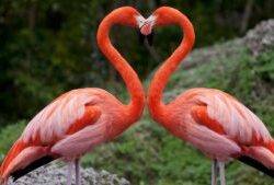Flamingo-Heart-300x169.jpg