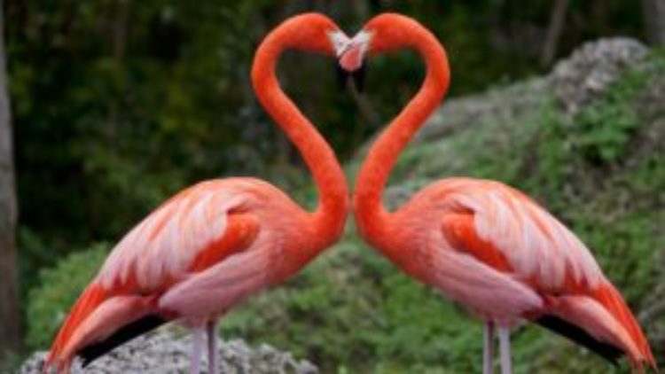 Flamingo-Heart-300x169.jpg