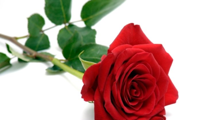 Red-Rose-1.jpg