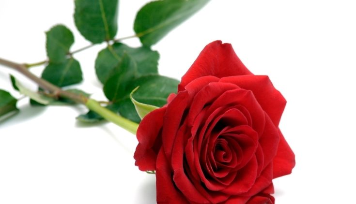 Red-Rose.jpg
