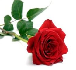 RED-RED-Rose-300x229.jpg