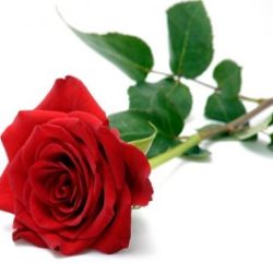 Red-Rose-2.0-1.jpg