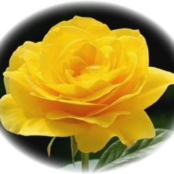 Yellow-Rose.jpg
