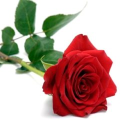 Red-Rose.jpg
