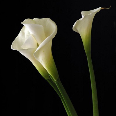 Donald Alvin Hardin, age 70