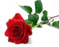 Red-Rose-2.0-300x199.jpg