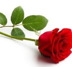 Rose-2-300x233.jpg