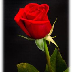 Geraldine Bunker, age 73